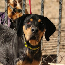 SHARIF, Hund, Deutsch Kurzhaar in Spanien