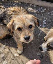 CEVICHE, Hund, Mischlingshund in Soltau