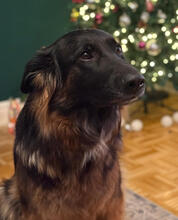 LUCY, Hund, Deutscher Schäferhund in Norderstedt