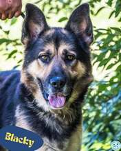 BLACKY, Hund, Deutscher Schäferhund in Ungarn