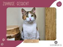 KIA, Katze, Europäisch Kurzhaar in Bulgarien