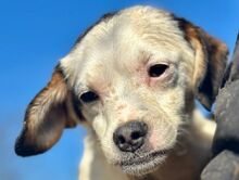 MINOU, Hund, Mischlingshund in Rösrath