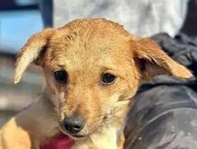 KARA, Hund, Mischlingshund in Rösrath