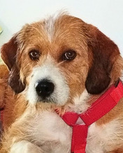 ERIKA, Hund, Mischlingshund in Dettingen