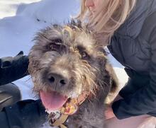 MELODY, Hund, Mischlingshund in Wismar