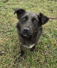 FIRENZE, Hund, Mischlingshund in Ungarn