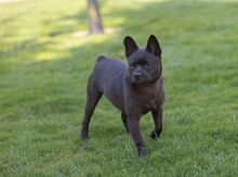 PERCIVAL, Hund, Französische Bulldogge-Mix in Erkelenz
