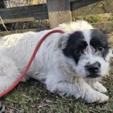 NIMERIA, Hund, Mischlingshund in Ungarn