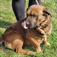 GONZI, Hund, Mischlingshund in Ungarn