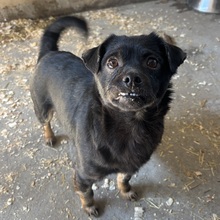 ZEBI, Hund, Mischlingshund in Ungarn