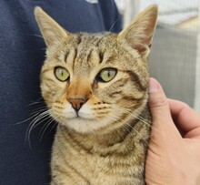 COSTA, Katze, Hauskatze in Spanien