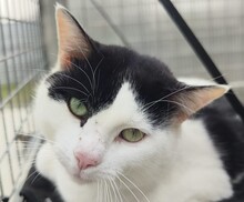 LOLO, Katze, Hauskatze in Spanien