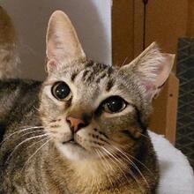 TIGRE, Katze, Europäisch Kurzhaar in Spanien