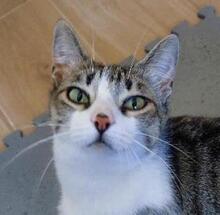 FLORA, Katze, Europäisch Kurzhaar in Spanien