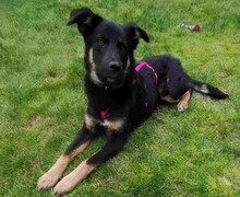 POLLY, Hund, Mischlingshund in Hochdorf-Assenheim