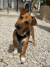 CARAMELO, Hund, Mischlingshund in Gießen