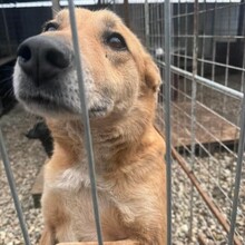 KESSI, Hund, Mischlingshund in Rumänien