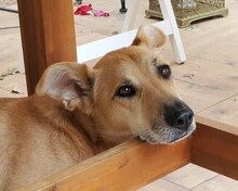 KESSI, Hund, Mischlingshund in Stockelsdorf