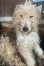 JUSTUS, Hund, Mischlingshund in Monsheim