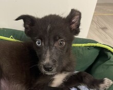 FLINT, Hund, Mischlingshund in Rumänien