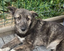RACHEL, Hund, Mischlingshund in Rumänien