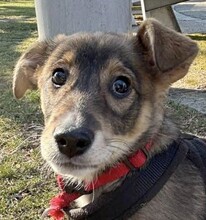 BENTLEY, Hund, Mischlingshund in Rumänien