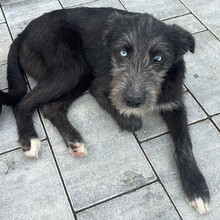 RONJA, Hund, Mischlingshund in Rumänien