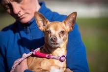 SAFFRON, Hund, Chihuahua-Pinscher-Mix in Marsberg