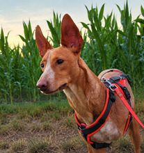 ELIO, Hund, Cirneco dell' Etna-Mix in Huisheim