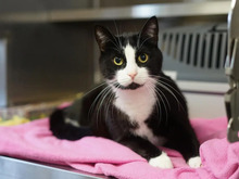 MAX, Katze, Europäisch Kurzhaar in Hamburg