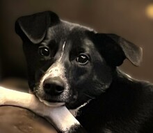 ELLA, Hund, Mischling in Duisburg