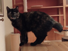 STUMMEL, Katze, Europäisch Kurzhaar in Hamburg