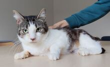 EDELWEISS, Katze, Europäisch Kurzhaar in Spanien