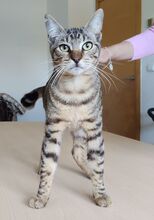 LENNY, Katze, Europäisch Kurzhaar in Spanien