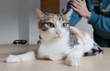 MAGNOLIA, Katze, Europäisch Kurzhaar in Spanien