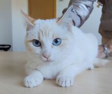 MELISSA, Katze, Thai-Siam-Mix in Spanien