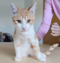 VALERIAN, Katze, Europäisch Kurzhaar in Spanien