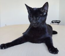 CARLO, Katze, Europäisch Kurzhaar in Spanien