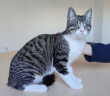 CEDRIK, Katze, Europäisch Kurzhaar in Spanien