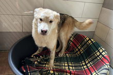 VIOLA, Hund, Mischlingshund in Kroatien