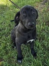 GADGET, Hund, Labrador-Mix in Süderbrarup