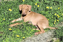 STEVEN, Hund, Spinone Italiano-Mix in Italien