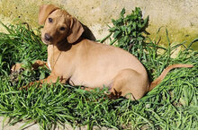 STENO, Hund, Spinone Italiano-Mix in Italien