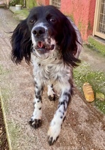 CARMELA, Hund, Mischlingshund in Griechenland