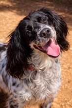 CARMELA, Hund, Mischlingshund in Mannheim