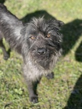 XANA, Hund, Mischlingshund in Rumänien