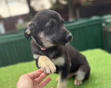 ALESSA, Hund, Mischlingshund in Rumänien