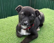 ANJA, Hund, Mischlingshund in Rumänien