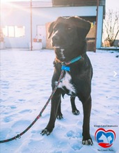 AKINO, Hund, Mischlingshund in Rumänien