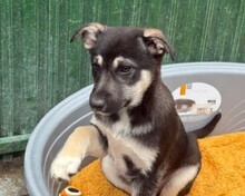 ANTJE, Hund, Mischlingshund in Rumänien